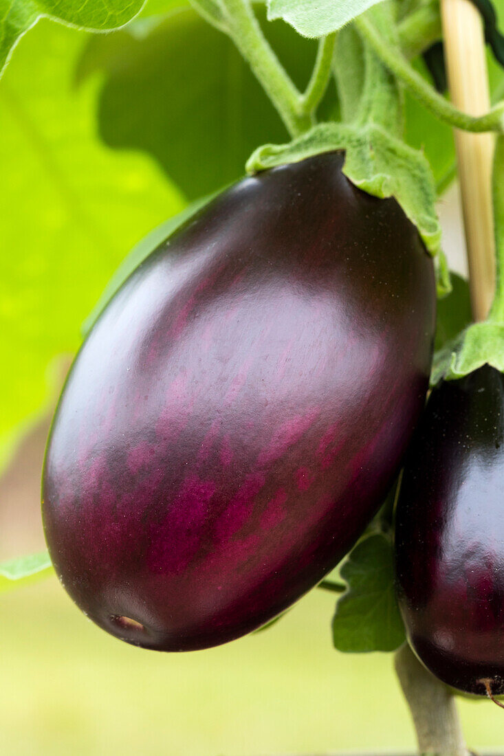 Solanum melongena