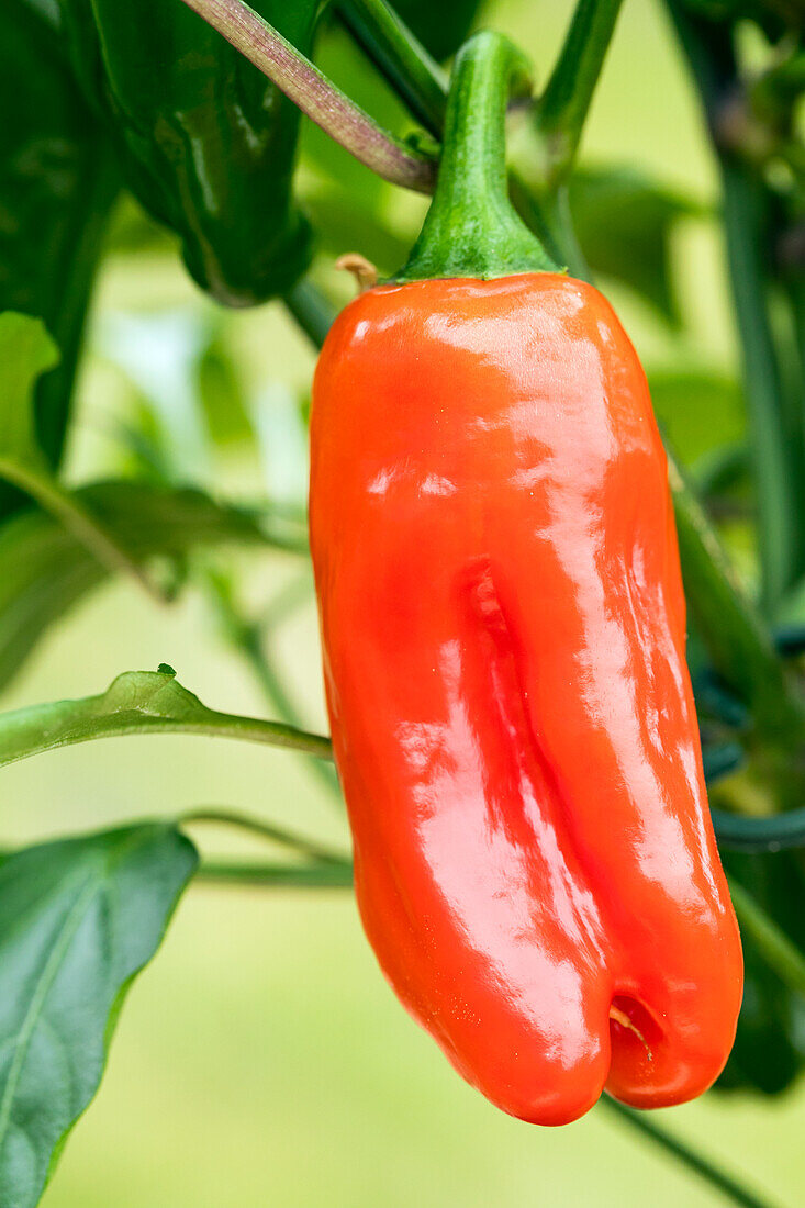 Capsicum annuum 'Snack Pepper', red