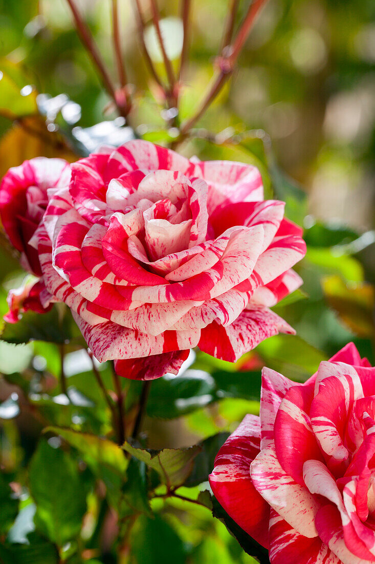 Bicoloured sweet rose
