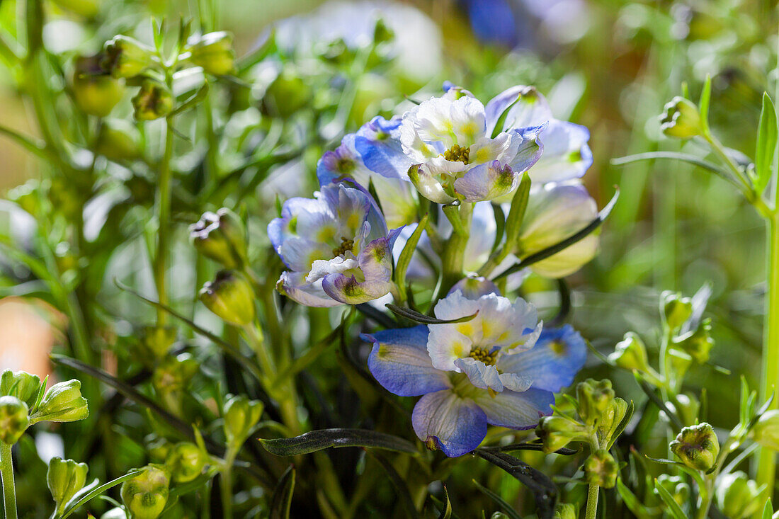 Delphinium