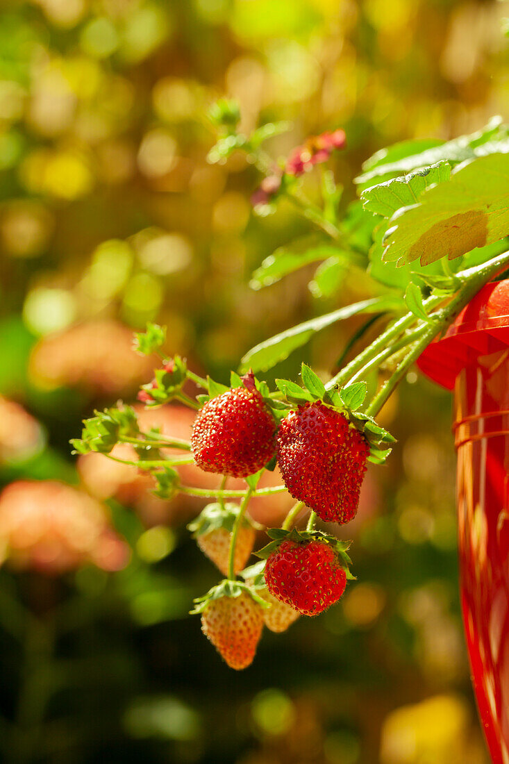 Fragaria vesca