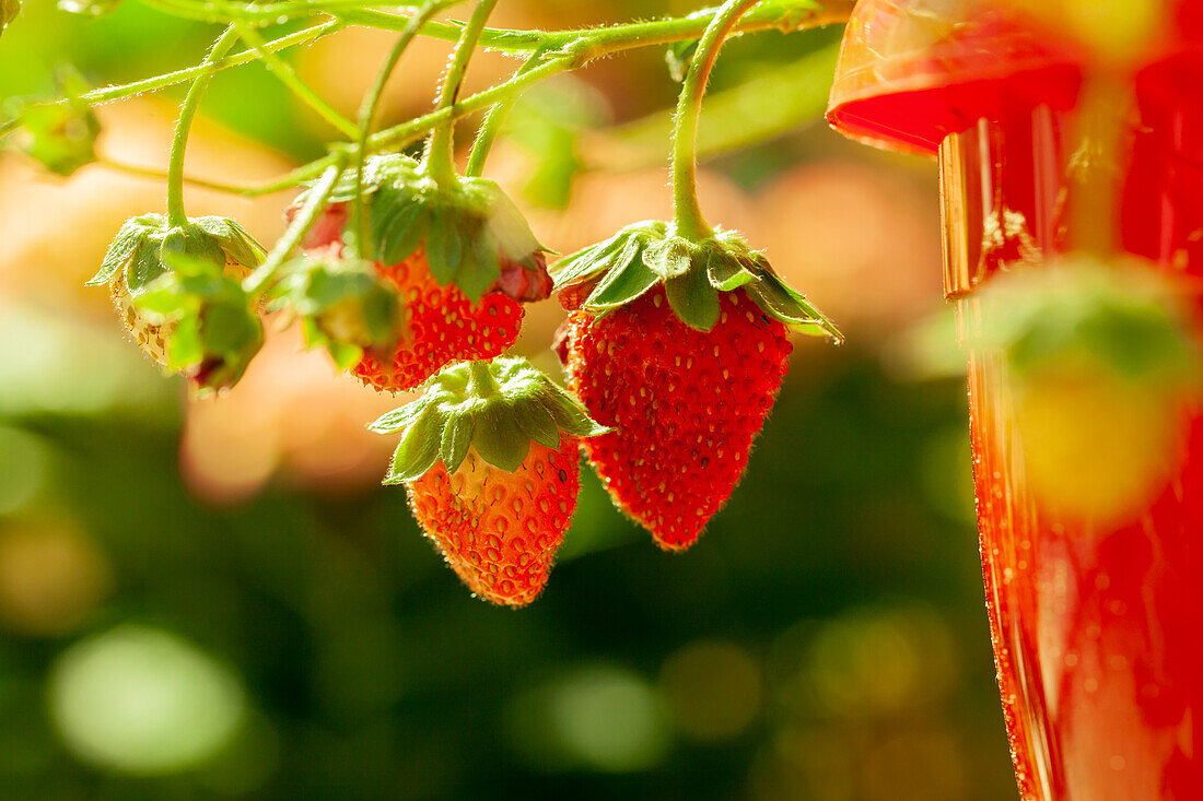 Fragaria vesca