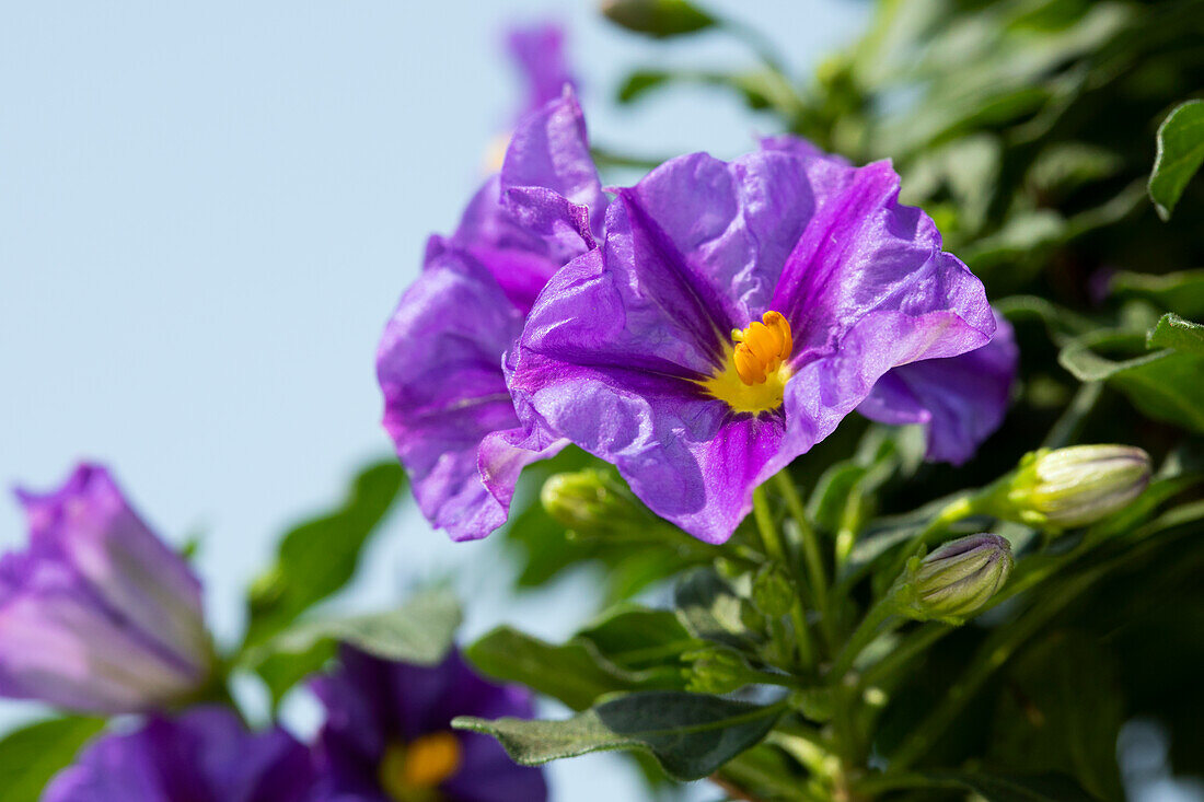 Solanum rantonnetii