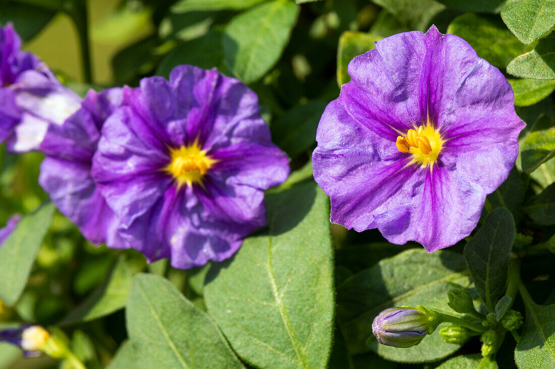 Solanum rantonnetii