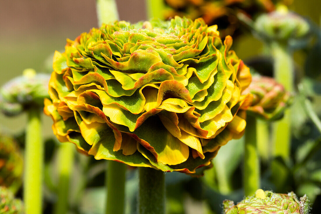 Ranunculus asiaticus, gelb