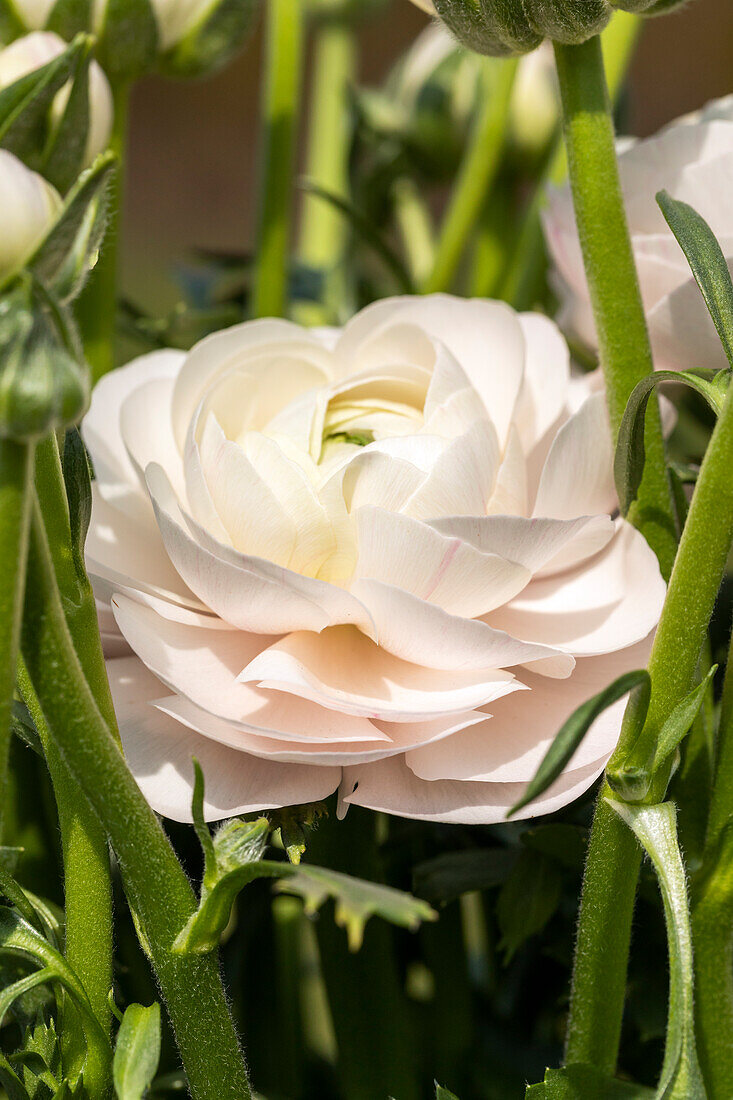 Ranunculus asiaticus, white