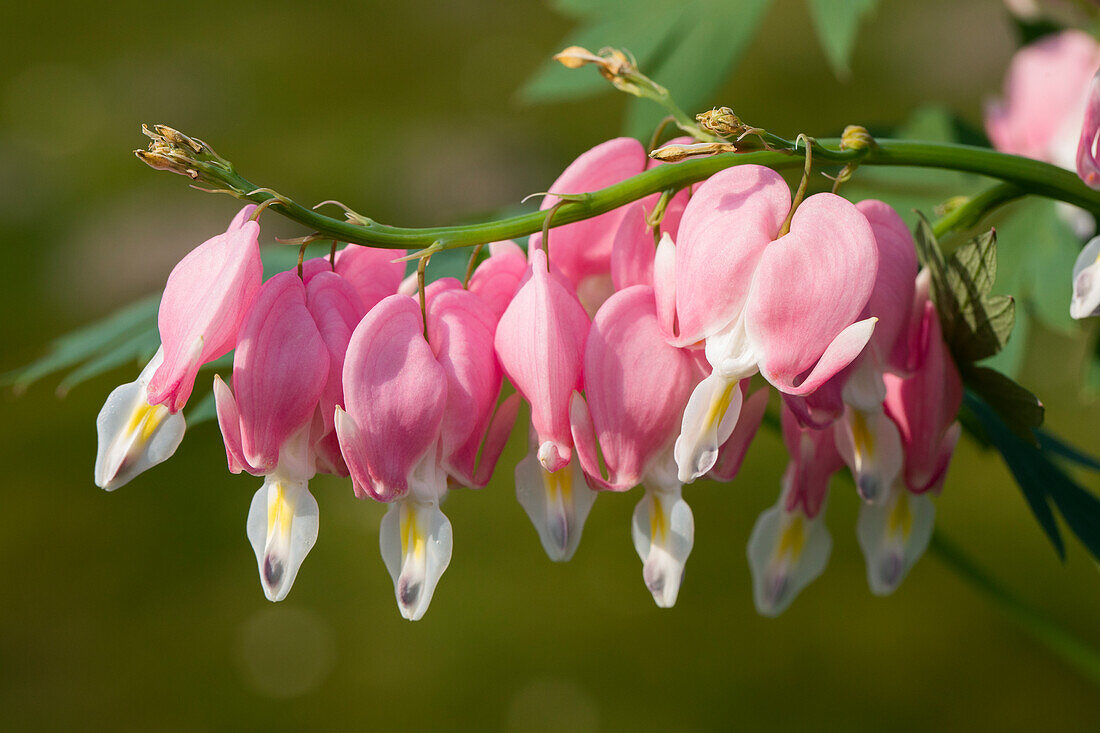 Dicentra spectabilis