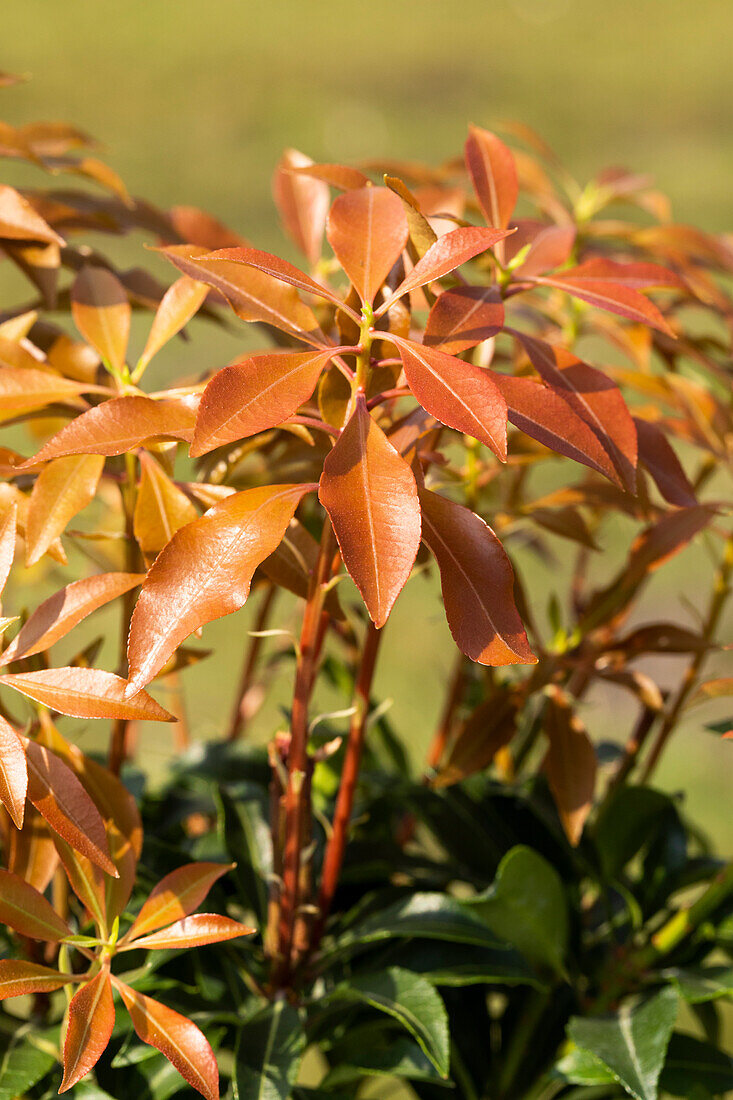 Pieris japonica 'Mountain Fire'