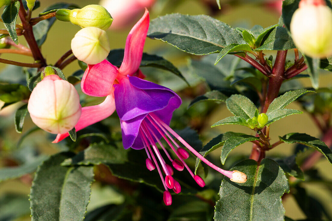 Fuchsia, red-purple