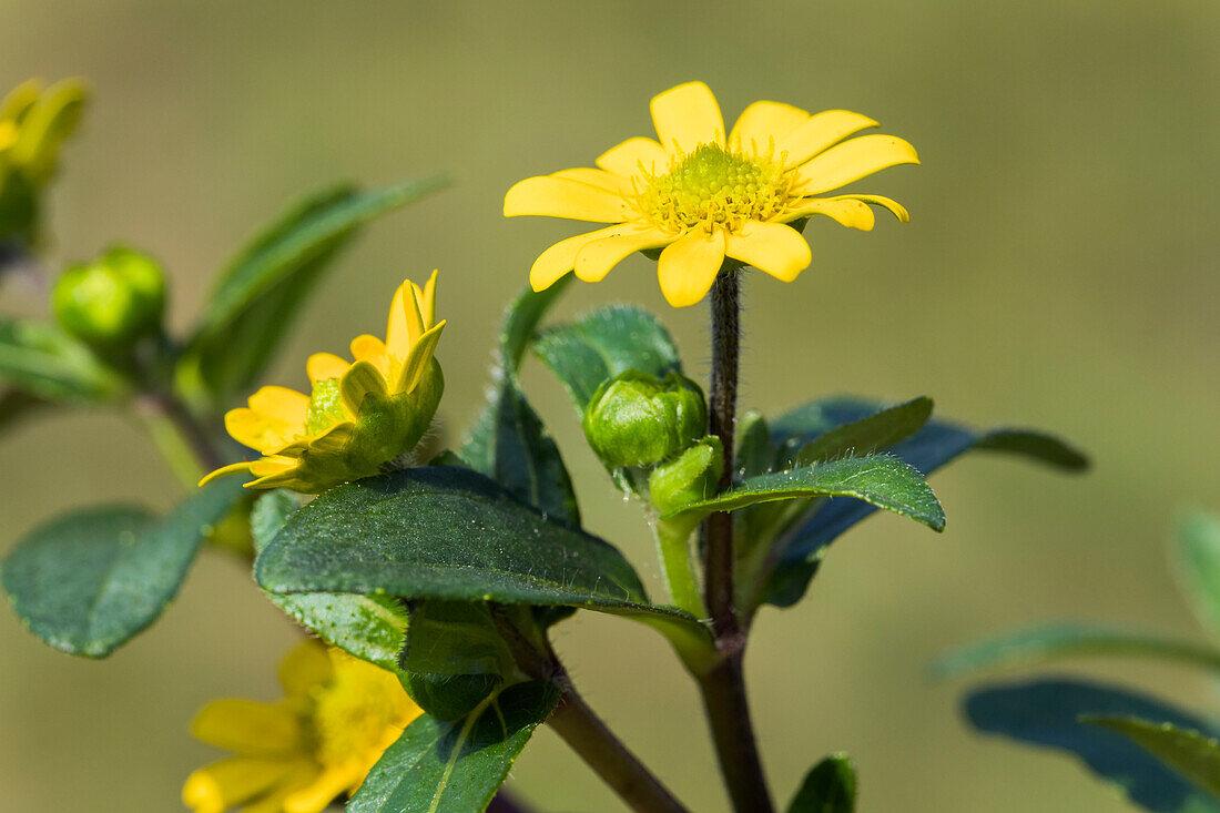 Sanvitalia procumbens, yellow