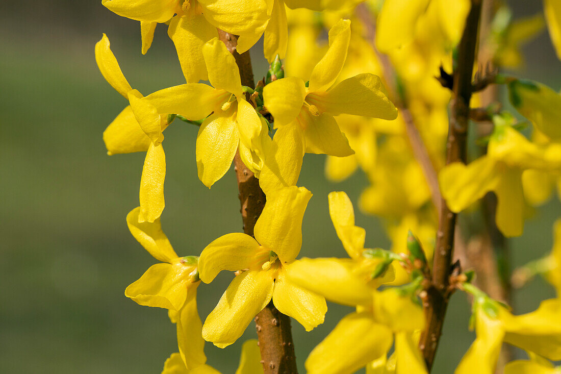 Forsythia x intermedia 'Lynwood'