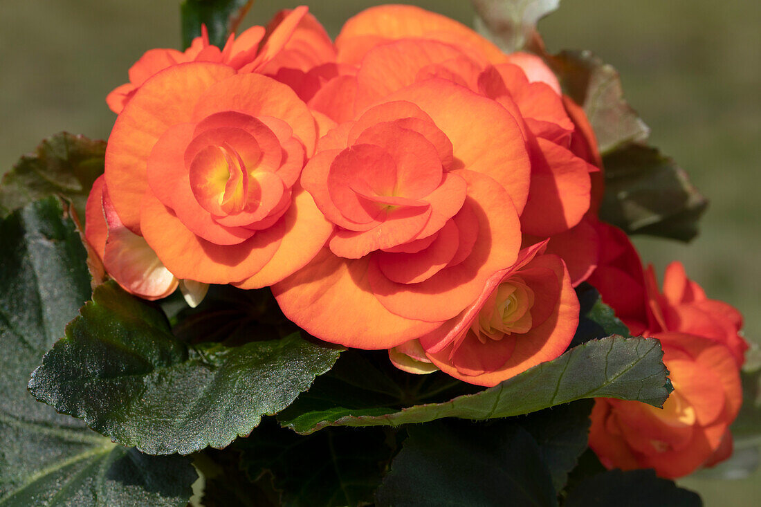 Begonia elatior, orange