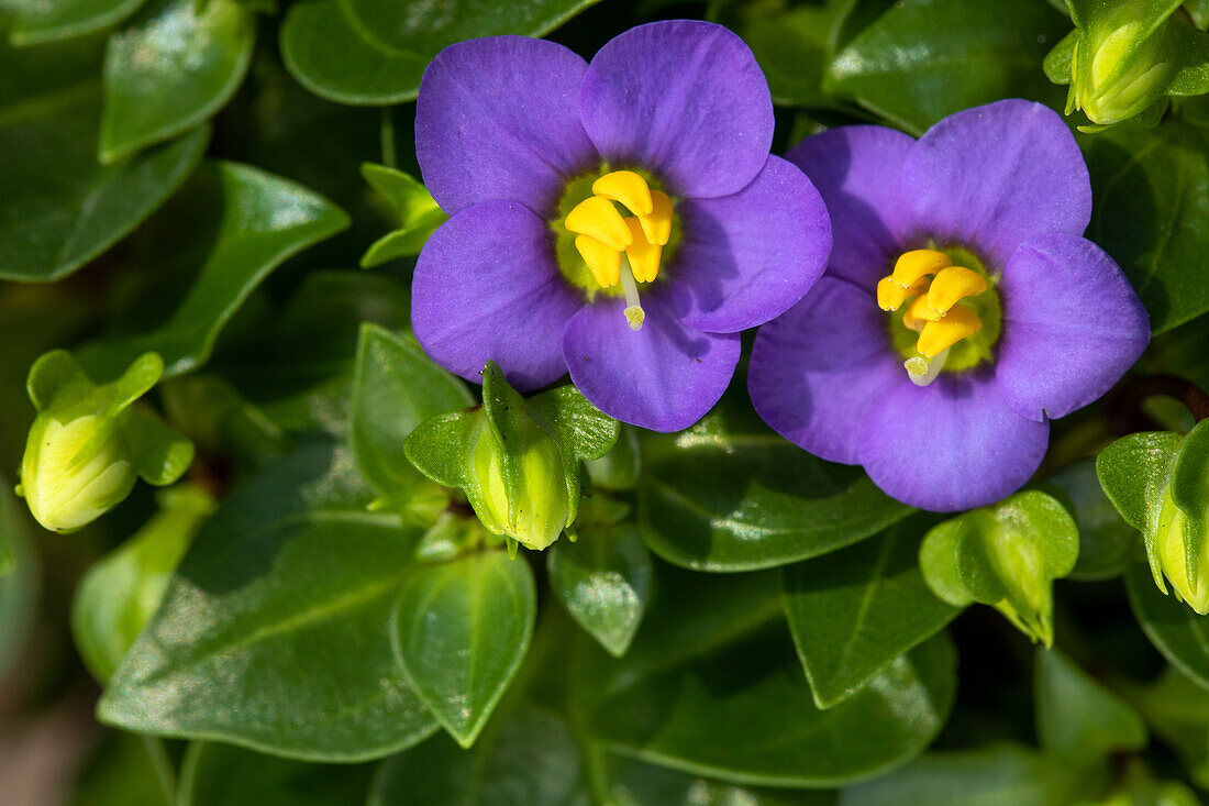 Exacum affine, blau