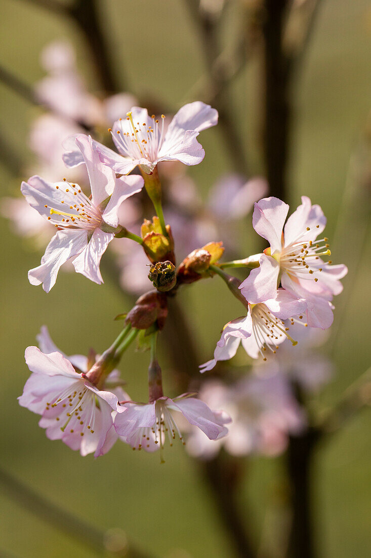 Prunus kurilensis 'Brillant'