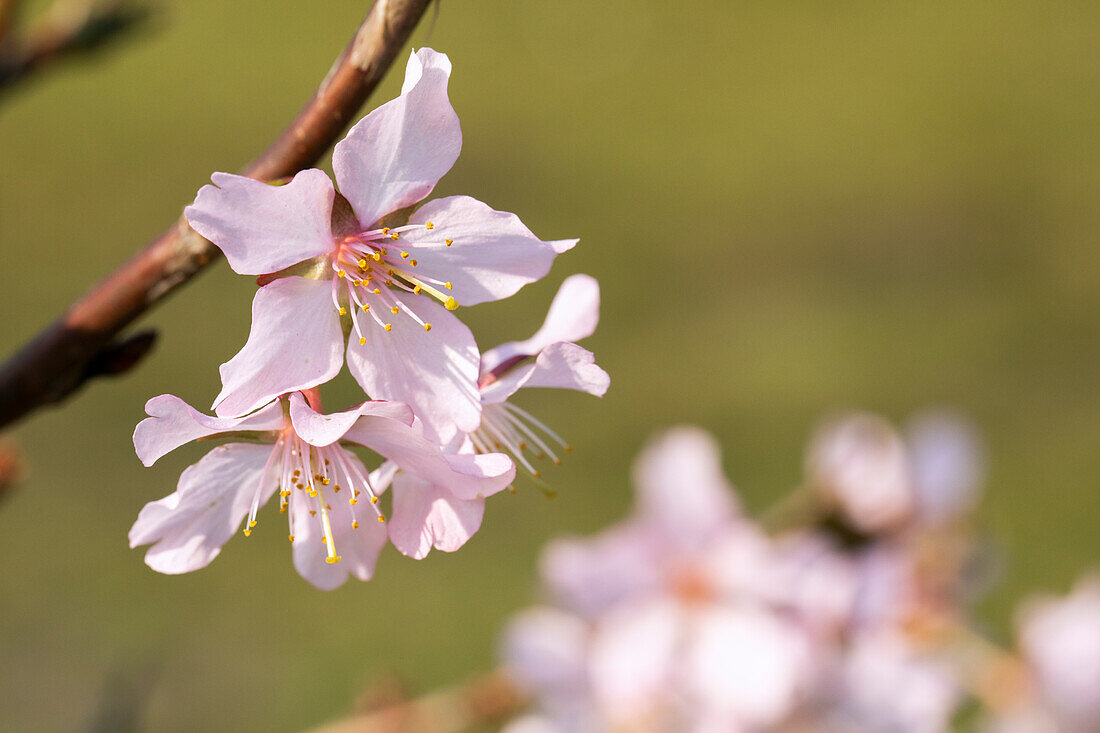 Prunus kurilensis 'Brillant'