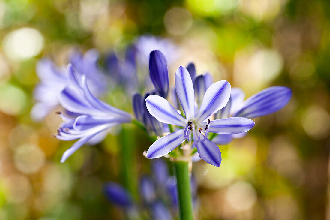 Agapanthus africanus, blue