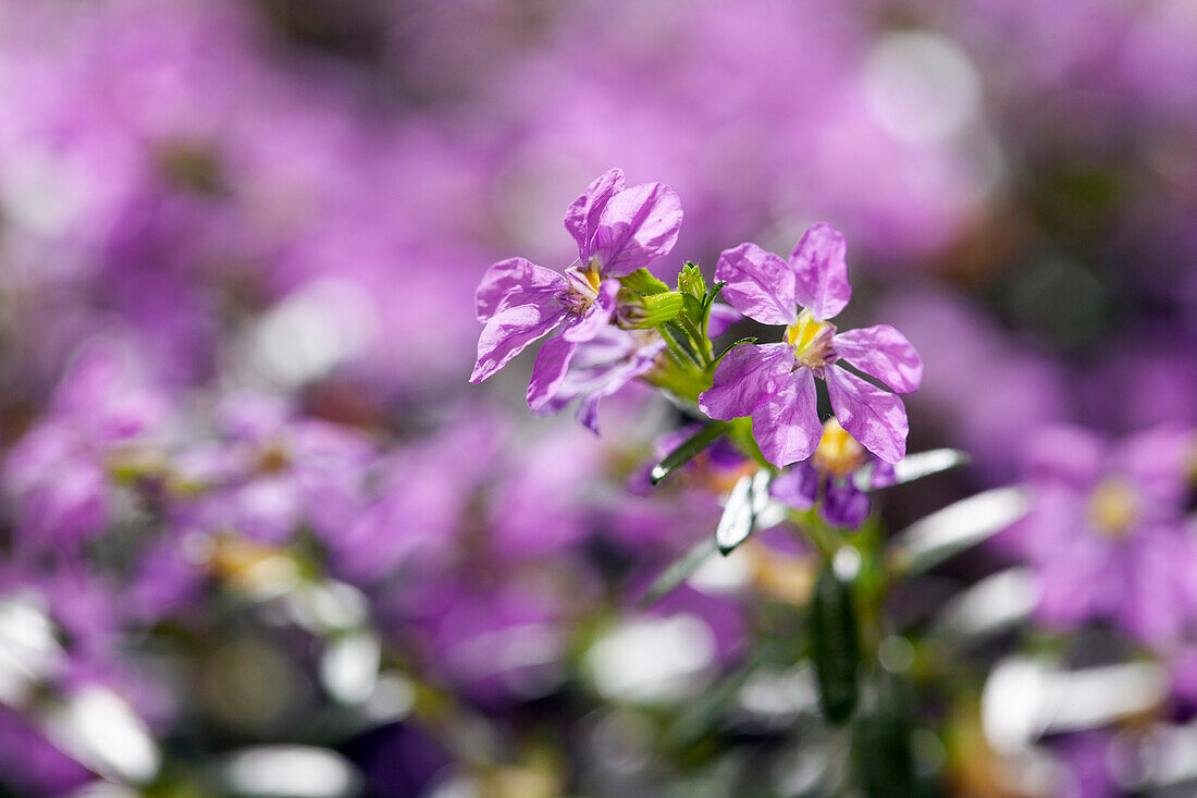 Cuphea hyssopifolia, lila
