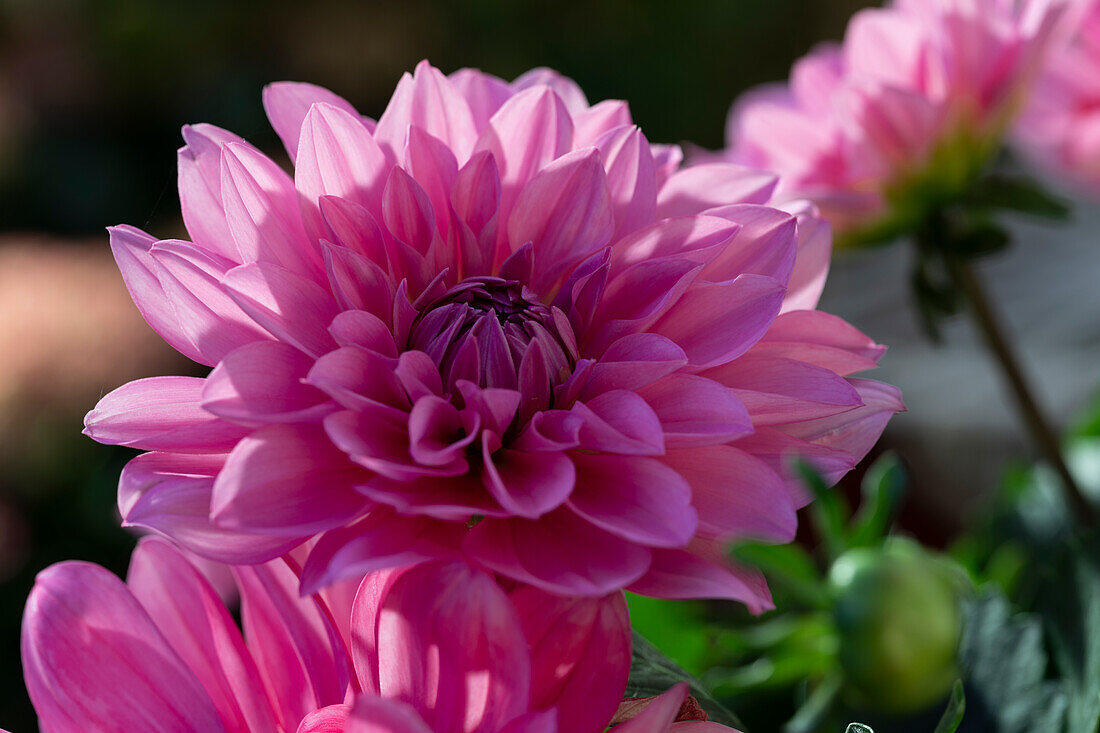 Dahlia x hortensis, pink