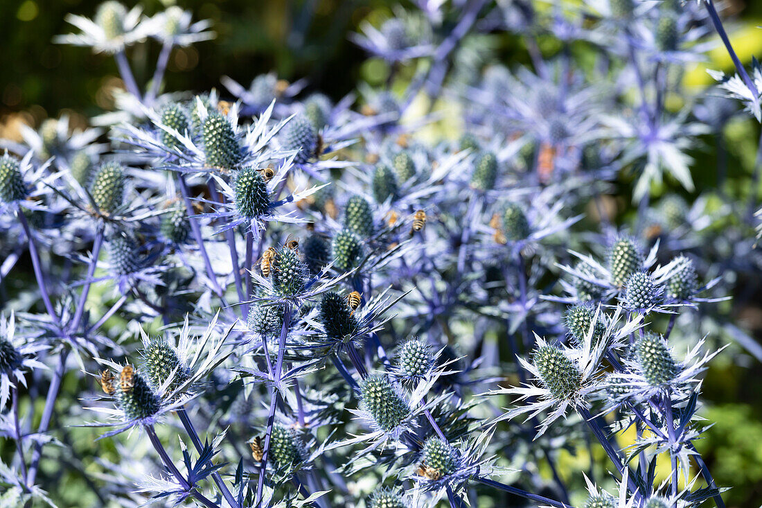 Eryngium planum