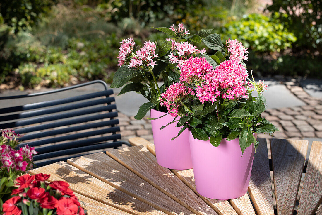 Pentas lanceolata