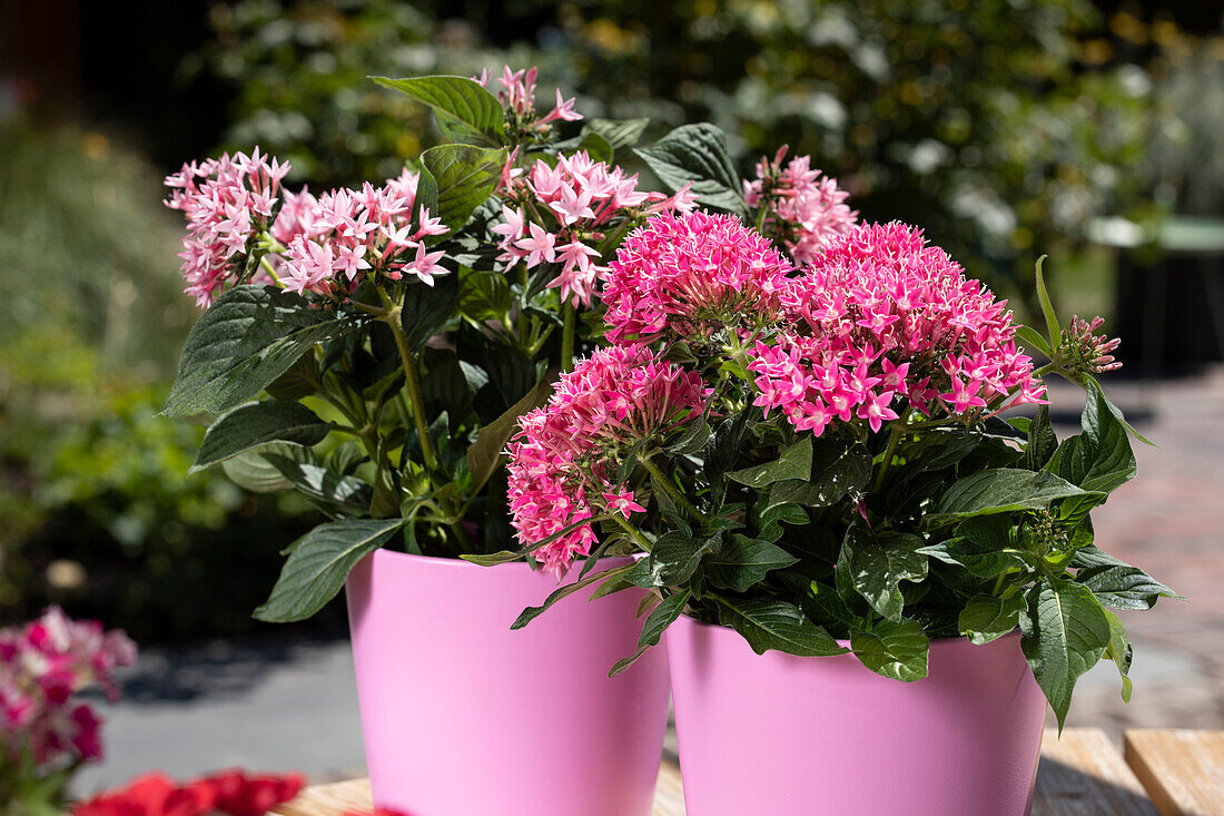 Pentas lanceolata