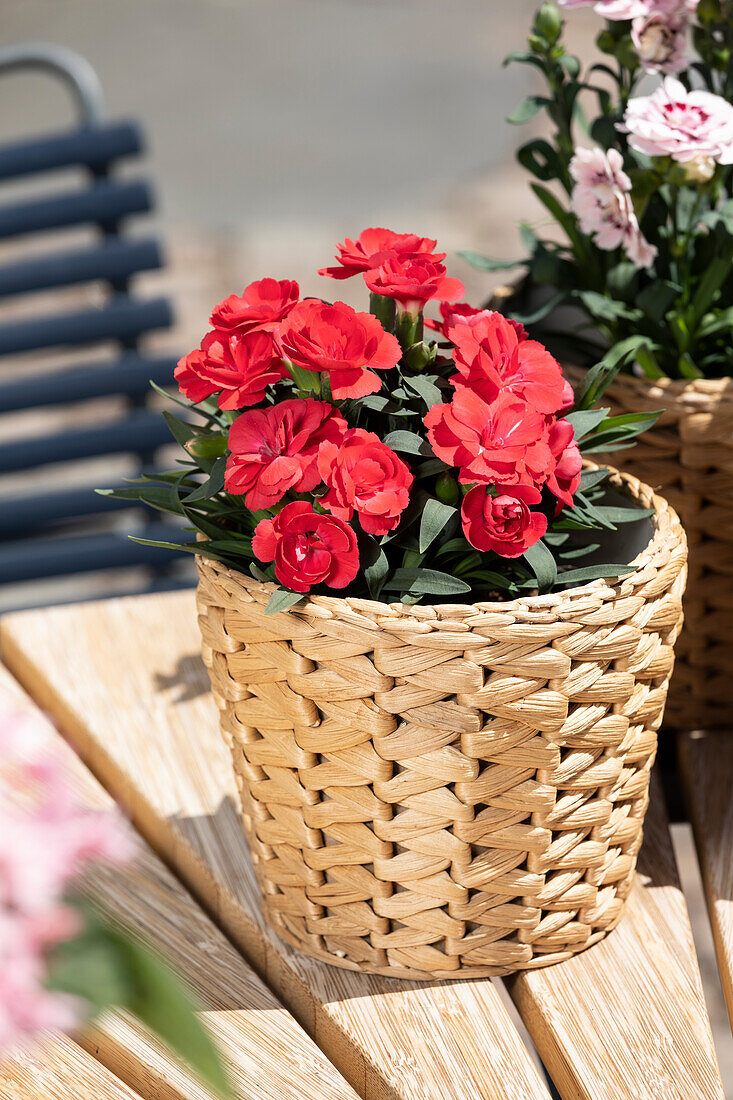 Dianthus caryophyllus, red