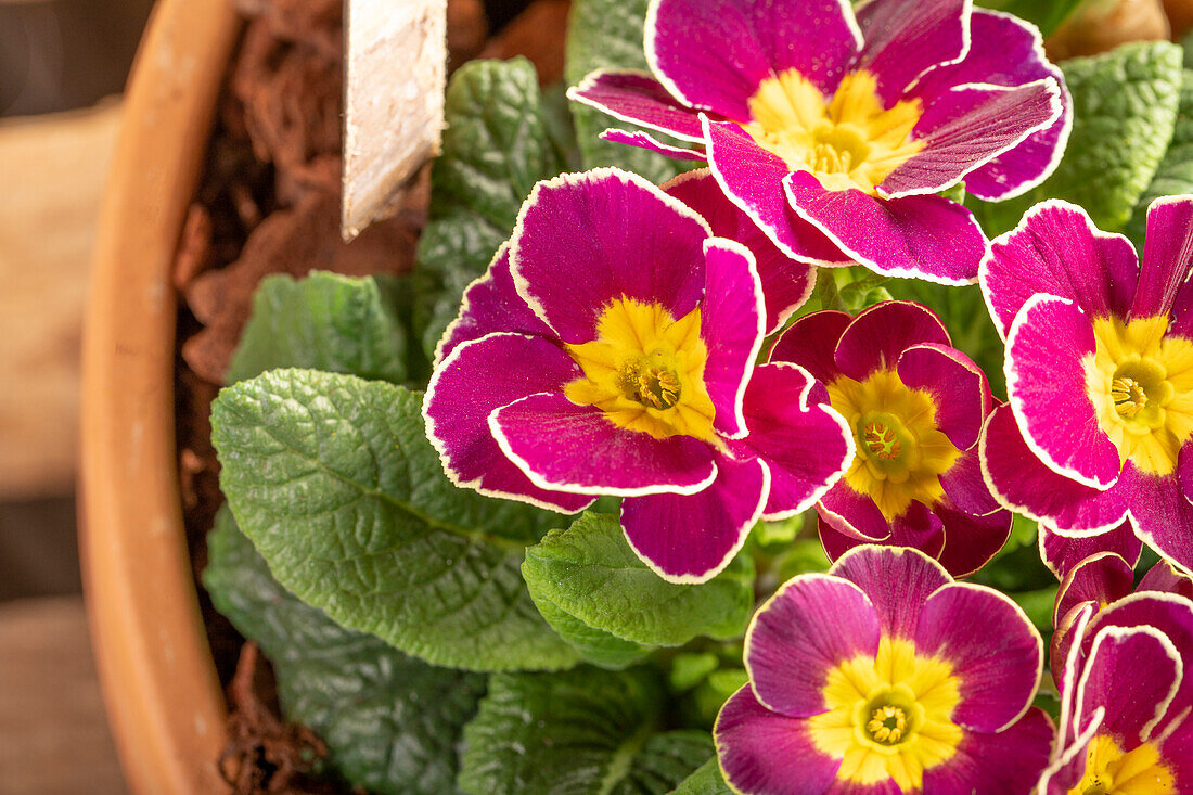 Primula vulgaris