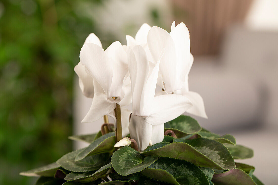 Cyclamen persicum, weiß