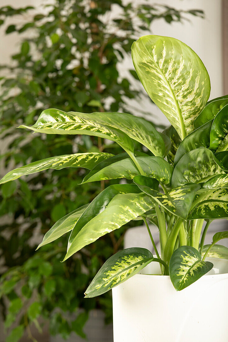 Dieffenbachia seguine 'Tropic Snow'