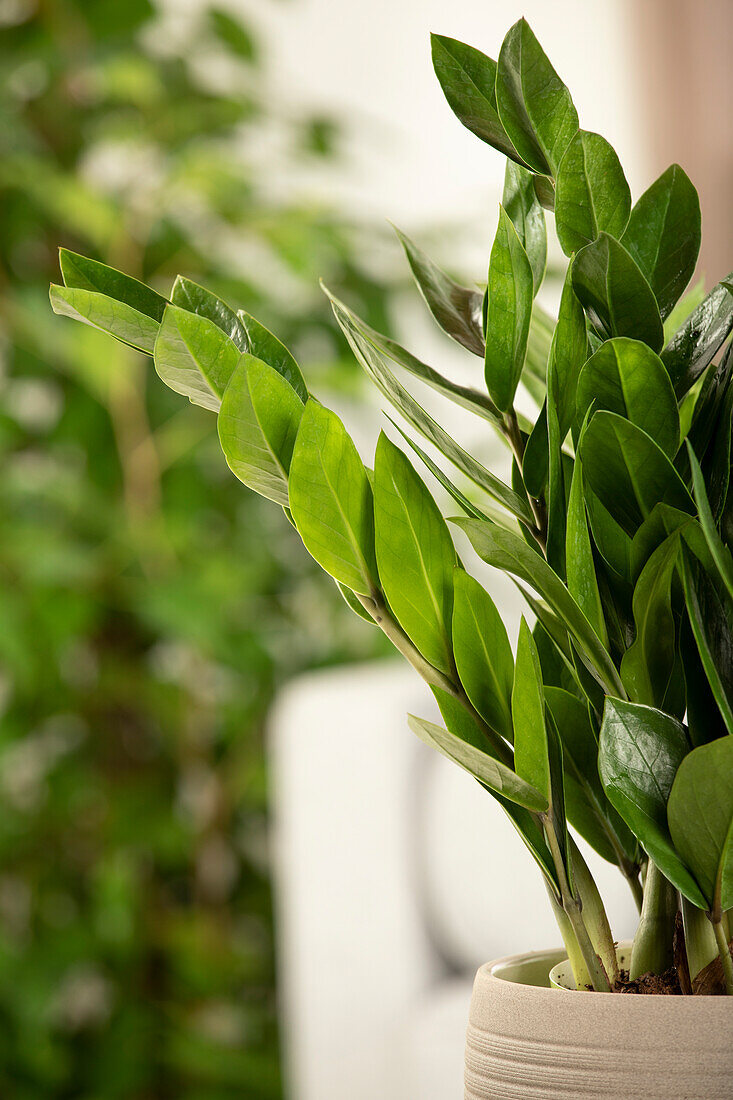 Zamioculcas zamiifolia