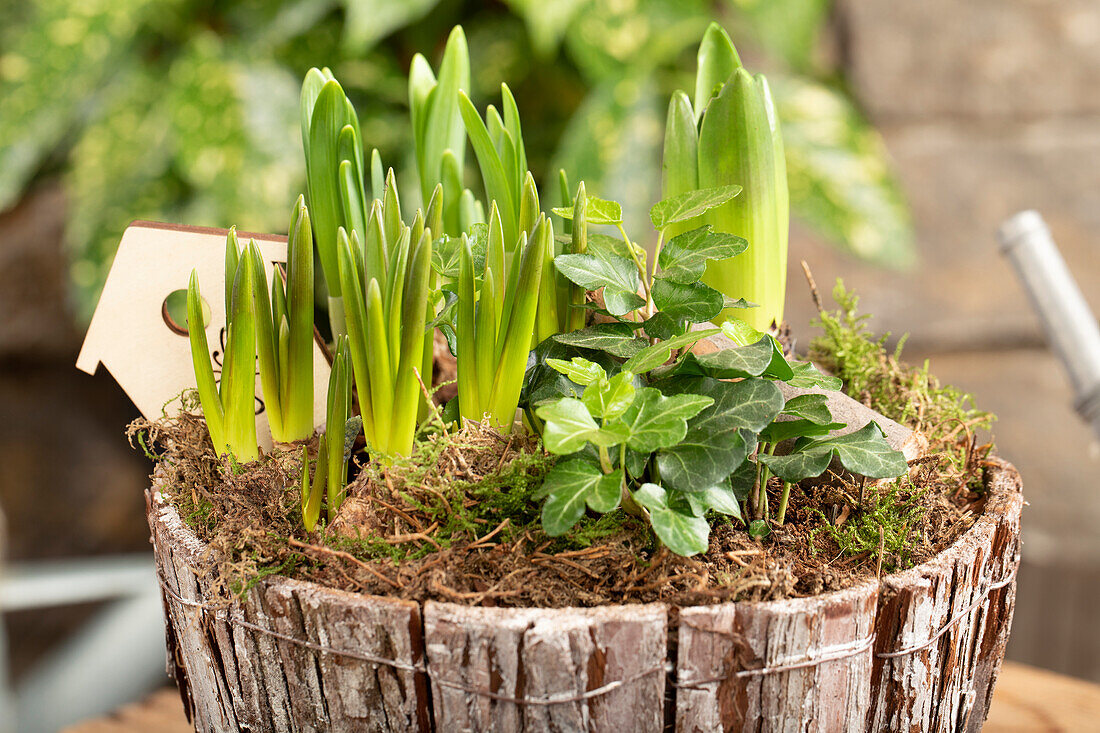 Arrangement Outdoor Fruehjahr Nr. 7