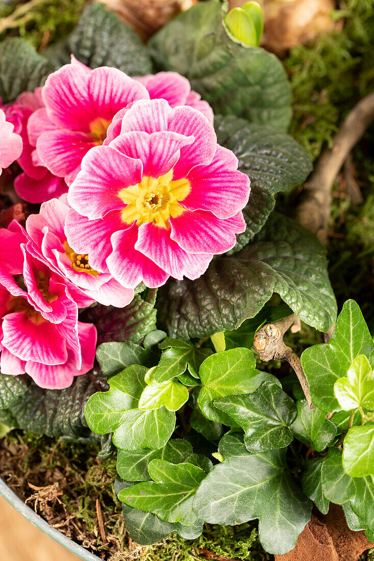 Primula vulgaris