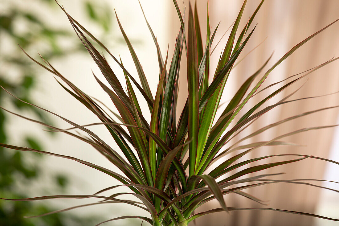 Dracaena marginata