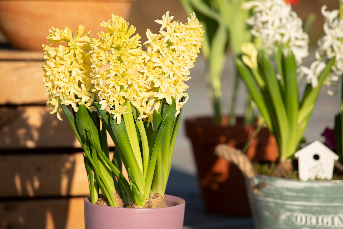 Hyacinthus orientalis 'Gipsy Princess'