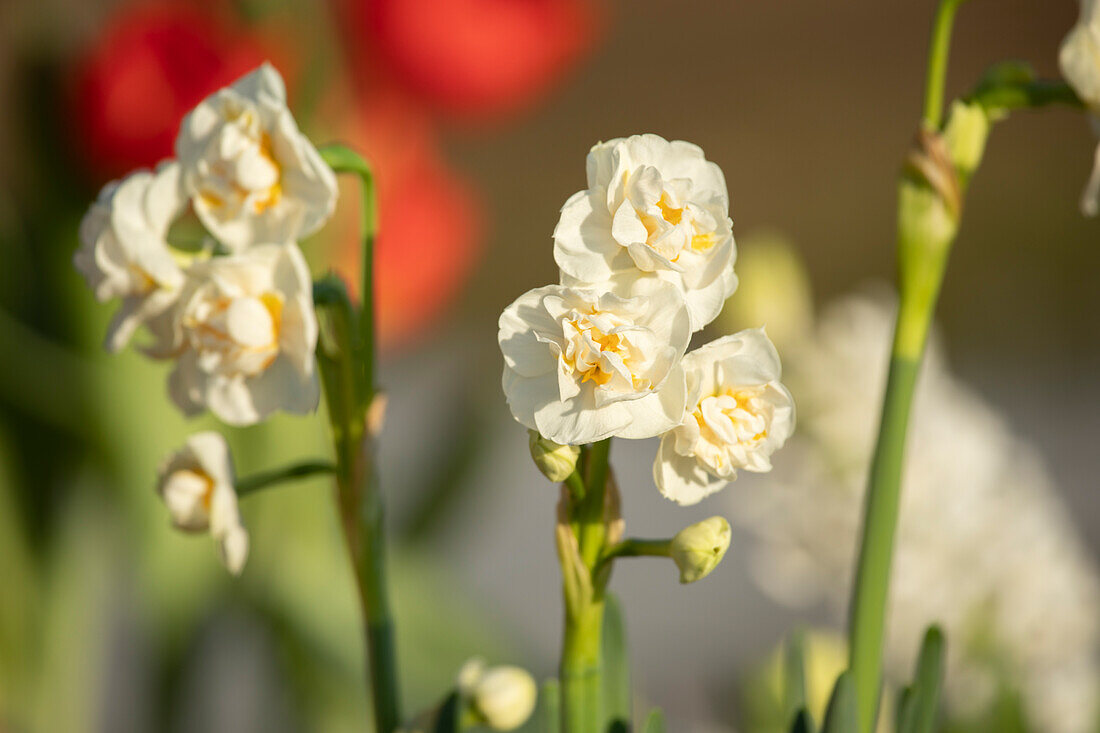 Narcissus Bridal Crown