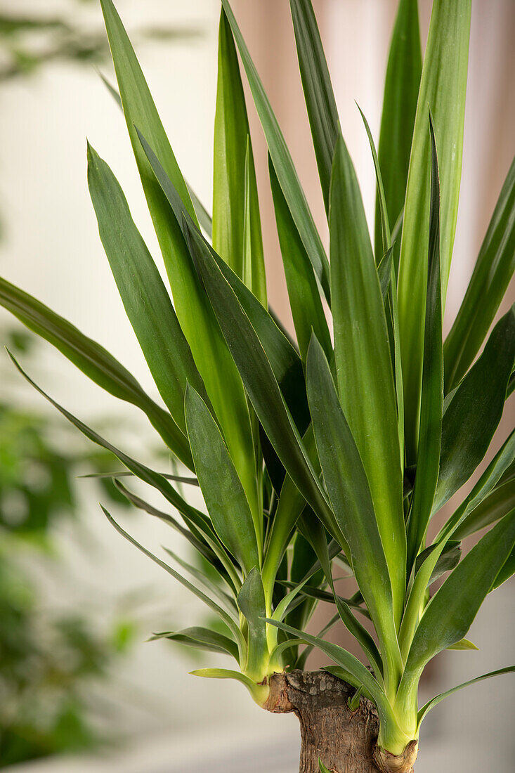 Yucca elephantipes 'Maya Tree'