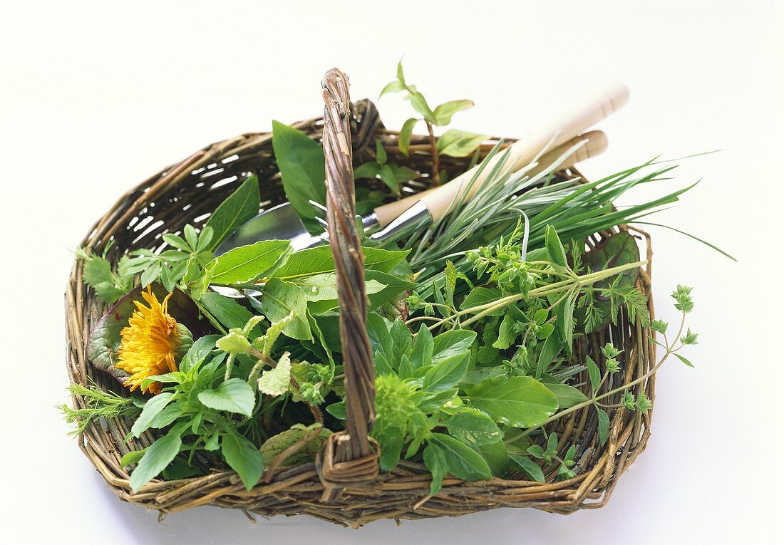 Fresh Picked Herbs in Basket with Garden Tools