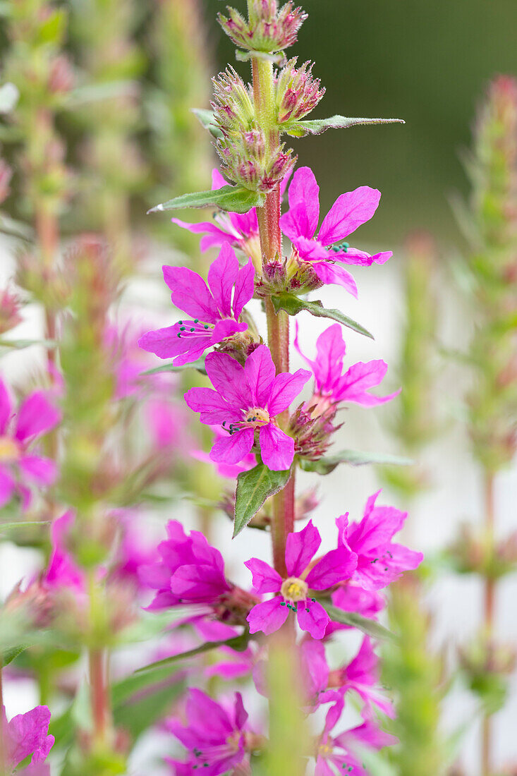 Lythrum salicaria