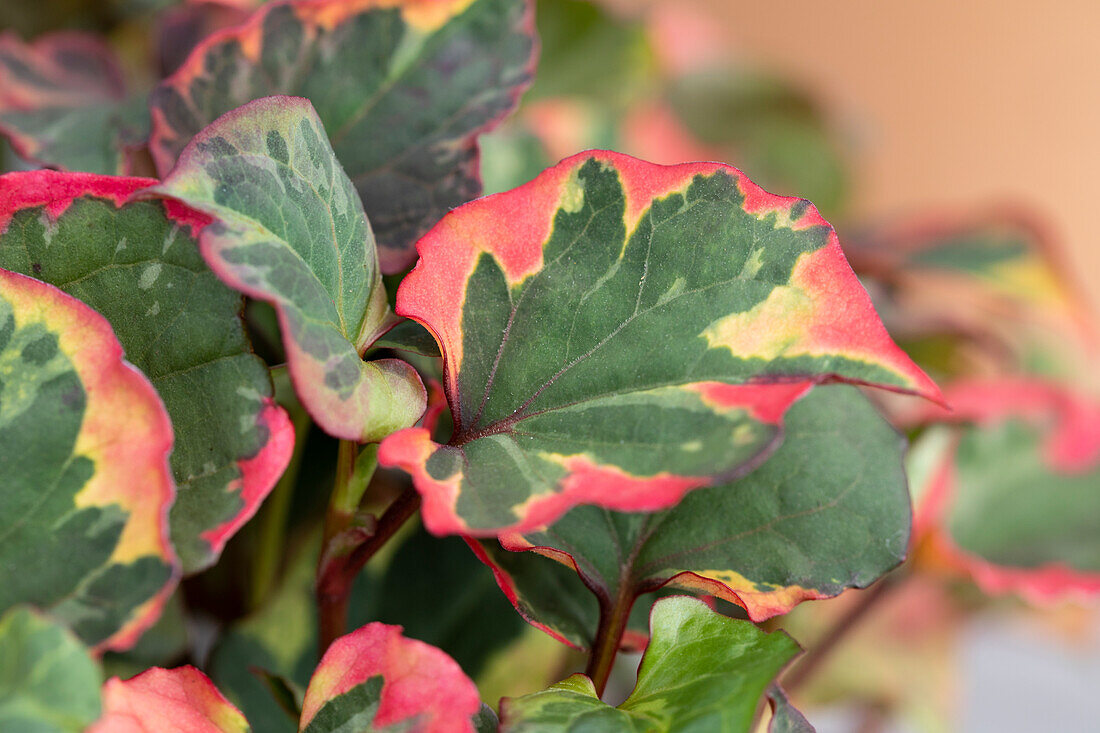 Houttuynia cordata