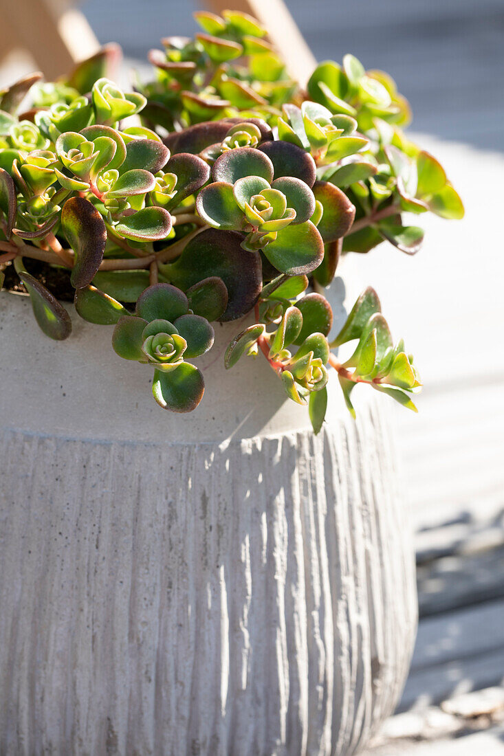 Sedum tetractinum 'Coral Reef'