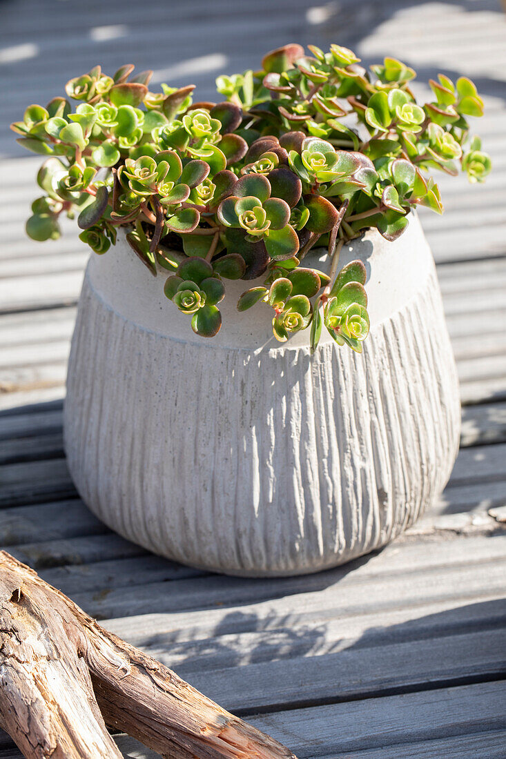 Sedum tetractinum Coral Reef