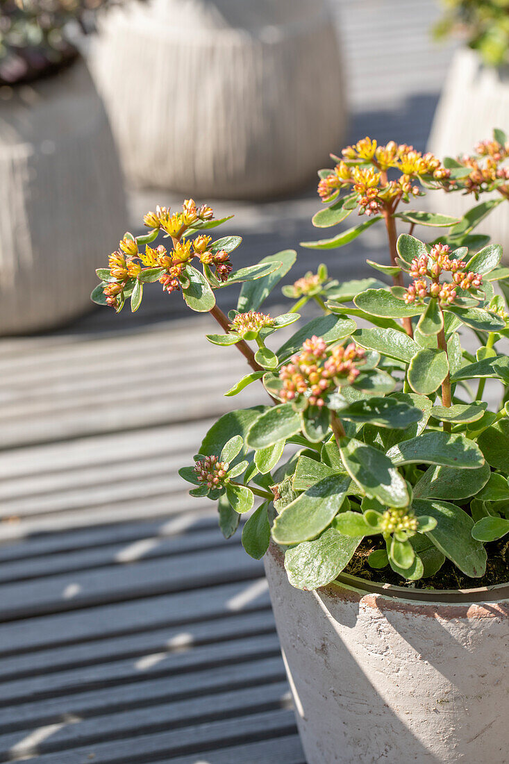 Sedum kamtschaticum 'Variegatum