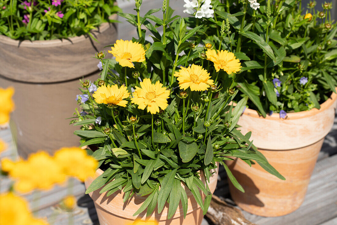 Gaillardia x grandiflora