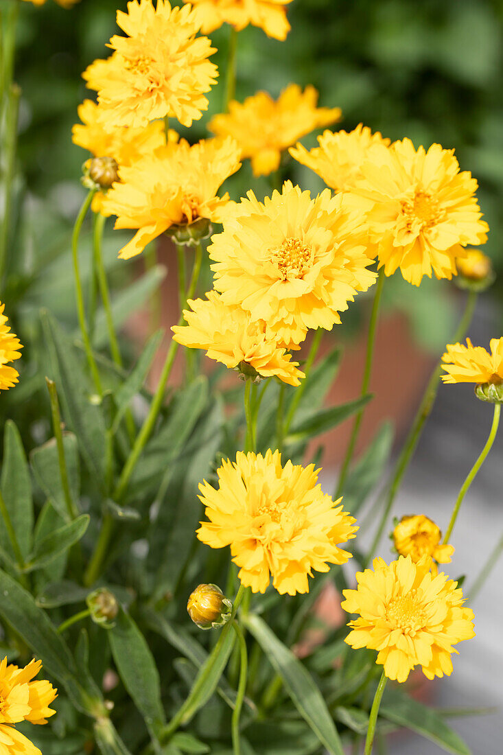 Gaillardia x grandiflora, yellow