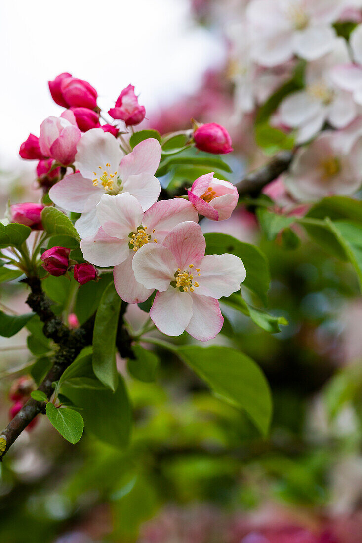 Malus 'Butterball'