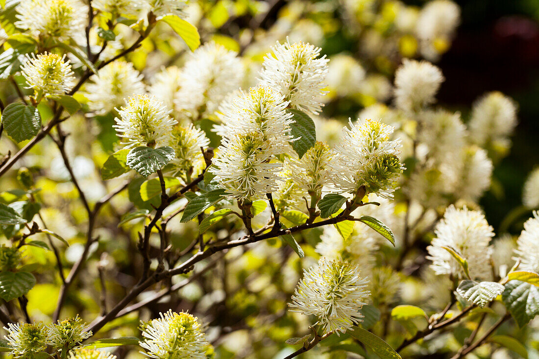 Fothergilla major