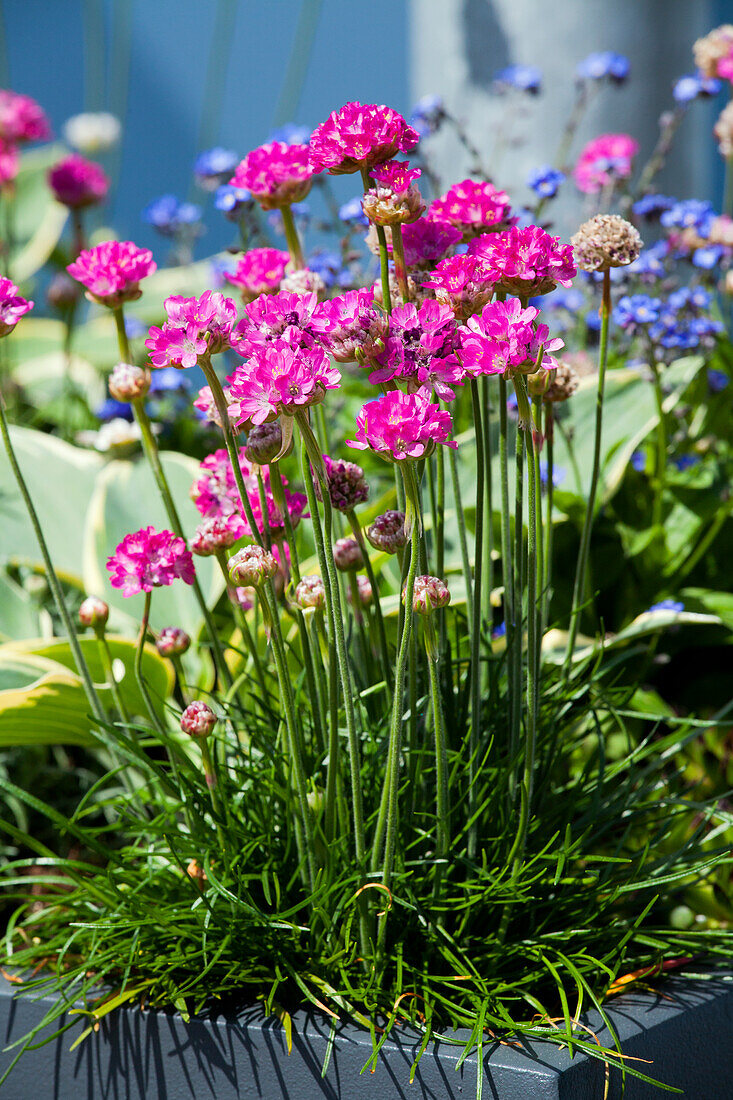 Armeria maritima, pink