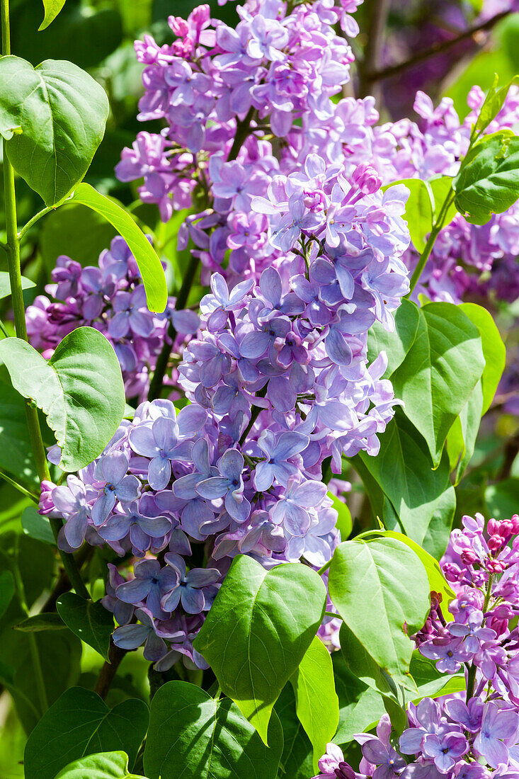 Syringa vulgaris 'Blue Skies