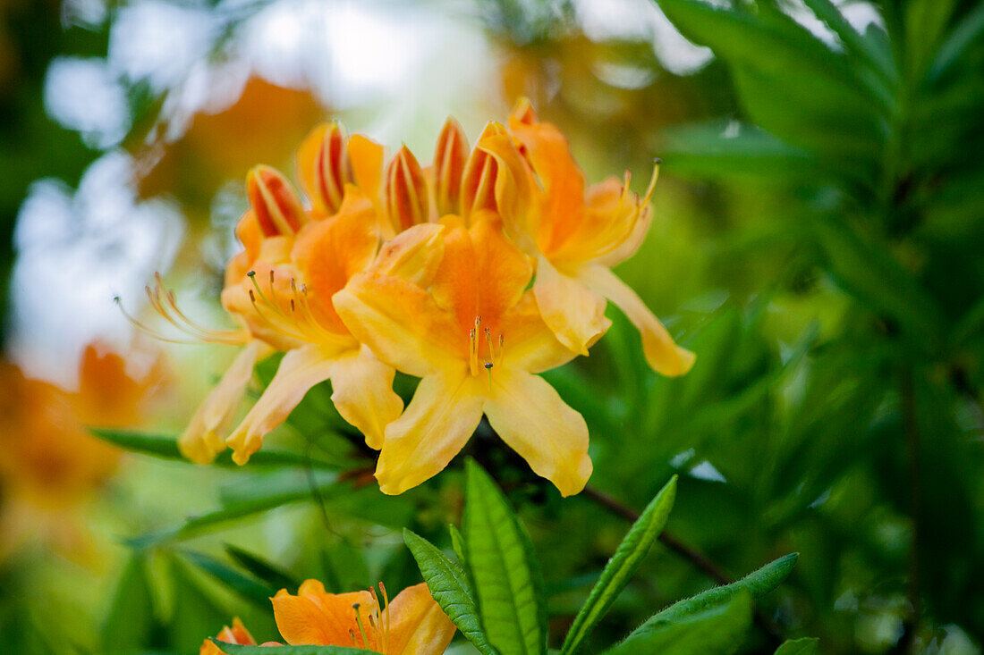 Rhododendron molle 'Anthony Koster'.