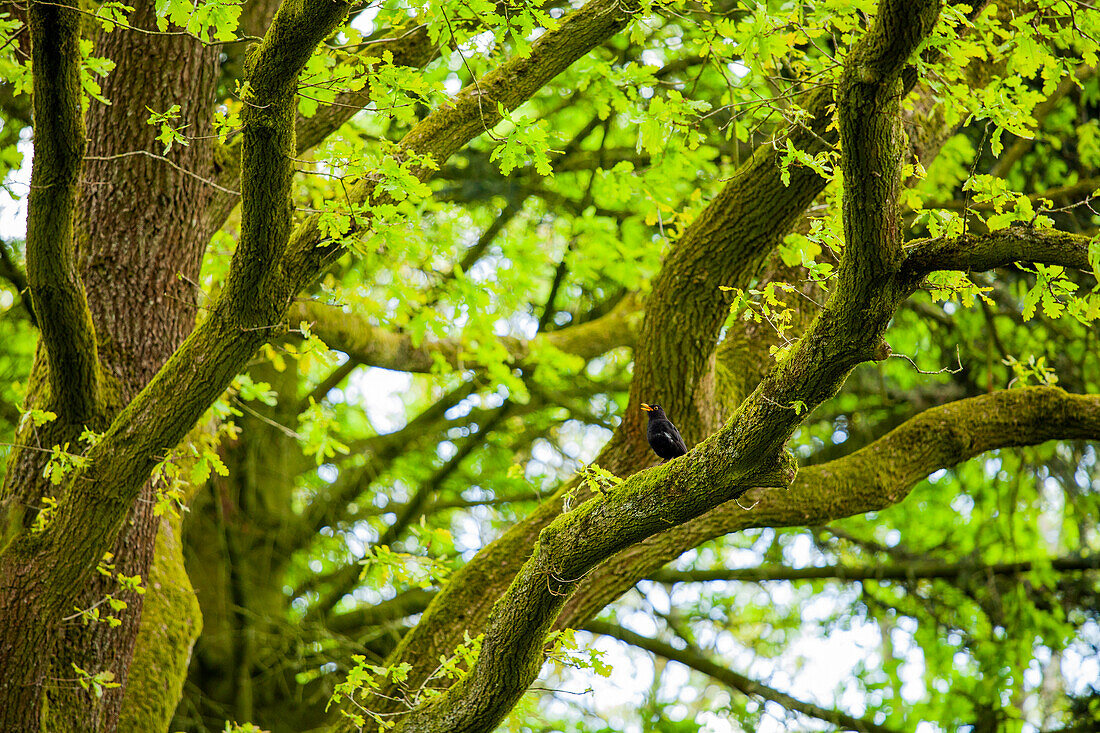 Blackbird in a tree